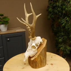 Rehgeweih aktuelles Gewicht 404 g Bock Reh Geweih Gehörn