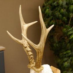 Rehgeweih aktuelles Gewicht 404 g Bock Reh Geweih Gehörn