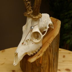 Rehgeweih aktuelles Gewicht 404 g Bock Reh Geweih Gehörn