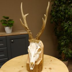 Rehgeweih aktuelles Gewicht 404 g Bock Reh Geweih Gehörn