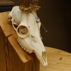 Rehgeweih aktuelles Gewicht 404 g Bock Reh Geweih Gehörn