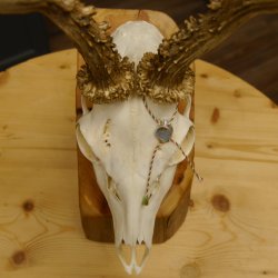 Rehgeweih aktuelles Gewicht 404 g Bock Reh Geweih Gehörn