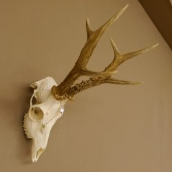 Rehgeweih aktuelles Gewicht 404 g Bock Reh Geweih Gehörn