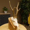 Rehgeweih aktuelles Gewicht 405 g Bock Reh Geweih...