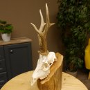 Rehgeweih aktuelles Gewicht 405 g Bock Reh Geweih...