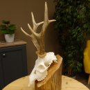 Rehgeweih bei Erlegung Gewicht 446 g Bock Reh Geweih...