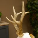 Rehgeweih bei Erlegung Gewicht 446 g Bock Reh Geweih...