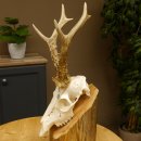 Rehgeweih aktuelles Gewicht 430 g 98,9 P. Bock Reh Geweih...