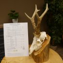 Rehgeweih aktuelles Gewicht 430 g 98,9 P. Bock Reh Geweih...