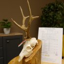 Rehgeweih aktuelles Gewicht 424 g 104,05 P. Bock Reh...