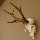 Rehgeweih aktuelles Gewicht 424 g 104,05 P. Bock Reh Geweih Gehörn