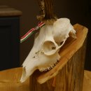 Rehgeweih aktuelles Gewicht 424 g 104,05 P. Bock Reh Geweih Gehörn