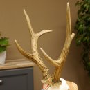 Rehgeweih aktuelles Gewicht 424 g 104,05 P. Bock Reh Geweih Gehörn