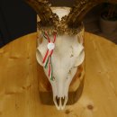 Rehgeweih aktuelles Gewicht 424 g 104,05 P. Bock Reh Geweih Gehörn