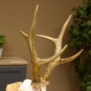 Rehgeweih aktuelles Gewicht 424 g 104,05 P. Bock Reh Geweih Gehörn