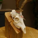 Rehgeweih aktuelles Gewicht 424 g 104,05 P. Bock Reh Geweih Gehörn