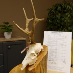 Rehgeweih aktuelles Gewicht 424 g 104,05 P. Bock Reh Geweih Gehörn