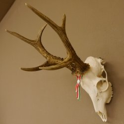 Rehgeweih aktuelles Gewicht 424 g 104,05 P. Bock Reh Geweih Gehörn