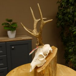 Rehgeweih aktuelles Gewicht 424 g 104,05 P. Bock Reh Geweih Gehörn