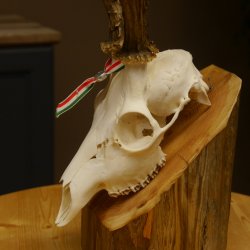 Rehgeweih aktuelles Gewicht 424 g 104,05 P. Bock Reh Geweih Gehörn