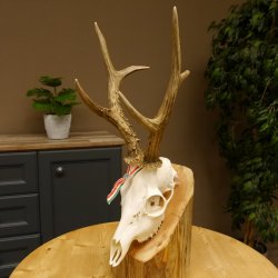 Rehgeweih aktuelles Gewicht 424 g 104,05 P. Bock Reh Geweih Gehörn