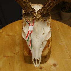 Rehgeweih aktuelles Gewicht 424 g 104,05 P. Bock Reh Geweih Gehörn