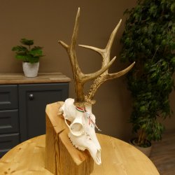 Rehgeweih aktuelles Gewicht 424 g 104,05 P. Bock Reh Geweih Gehörn