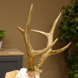 Rehgeweih aktuelles Gewicht 424 g 104,05 P. Bock Reh Geweih Gehörn