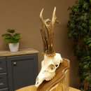 Rehgeweih aktuelles Gewicht 395 g Bock Reh Geweih...