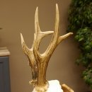 Rehgeweih aktuelles Gewicht 400 g Bock Reh Geweih...