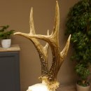 Rehgeweih aktuelles Gewicht 400 g Bock Reh Geweih Gehörn Trophäenschild 610.183