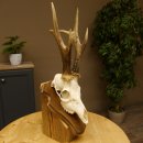 Rehgeweih aktuelles Gewicht 400 g Bock Reh Geweih Gehörn Trophäenschild 610.183