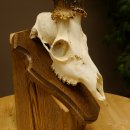 Rehgeweih aktuelles Gewicht 400 g Bock Reh Geweih Gehörn Trophäenschild 610.183