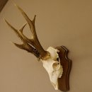 Rehgeweih aktuelles Gewicht 400 g Bock Reh Geweih Gehörn Trophäenschild 610.183