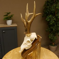 Rehgeweih aktuelles Gewicht 400 g Bock Reh Geweih Gehörn Trophäenschild 610.183