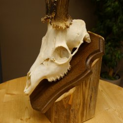 Rehgeweih aktuelles Gewicht 400 g Bock Reh Geweih Gehörn Trophäenschild 610.183