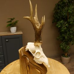 Rehgeweih aktuelles Gewicht 400 g Bock Reh Geweih Gehörn Trophäenschild 610.183