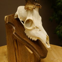 Rehgeweih aktuelles Gewicht 400 g Bock Reh Geweih Gehörn Trophäenschild 610.183