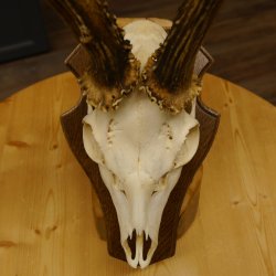 Rehgeweih aktuelles Gewicht 400 g Bock Reh Geweih Gehörn Trophäenschild 610.183