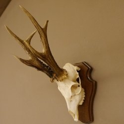 Rehgeweih aktuelles Gewicht 400 g Bock Reh Geweih Gehörn Trophäenschild 610.183