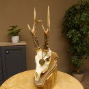 Rehgeweih aktuelles Gewicht 400 g Bock Reh Geweih...