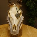 Rehgeweih aktuelles Gewicht 400 g Bock Reh Geweih...