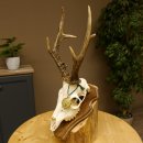 Rehgeweih aktuelles Gewicht 430 g Bock Reh Geweih...