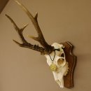 Rehgeweih aktuelles Gewicht 430 g Bock Reh Geweih Gehörn Trophäenschild 610.185