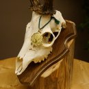 Rehgeweih aktuelles Gewicht 430 g Bock Reh Geweih...