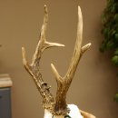 Rehgeweih aktuelles Gewicht 430 g Bock Reh Geweih Gehörn Trophäenschild 610.185