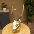 Rehgeweih aktuelles Gewicht 430 g Bock Reh Geweih Gehörn Trophäenschild 610.185