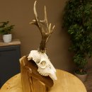 Rehgeweih aktuelles Gewicht 430 g Bock Reh Geweih Gehörn Trophäenschild 610.185