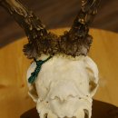 Rehgeweih aktuelles Gewicht 430 g Bock Reh Geweih Gehörn Trophäenschild 610.185