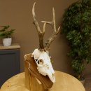 Rehgeweih aktuelles Gewicht 430 g Bock Reh Geweih Gehörn Trophäenschild 610.185